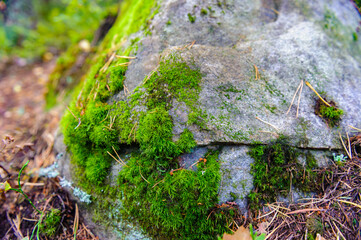 It's Stone with green plants