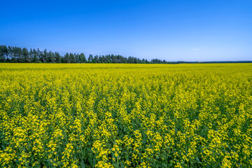 Obraz premium A field of bright yellow flowering rapeseed stretches to the horizon against a blue sky