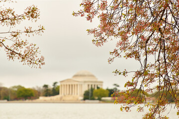 Cherry Blossoms in Washington DC on a cloudy day. Shallow depth of field was applied. 