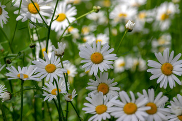 Fototapeta premium Leucanthemum vulgare meadows wild oxeye daisy flowers with white petals and yellow center in bloom, flowering beautiful plants