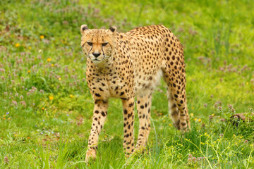 A Africa Cheetah walking on green grass field.
