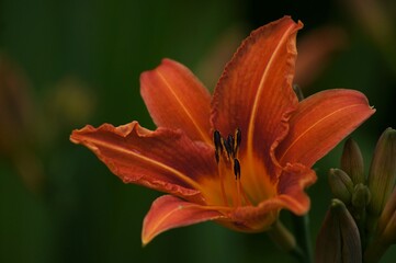 single orange tiger lily (Lilium bulbiferum) with soft focus natural background