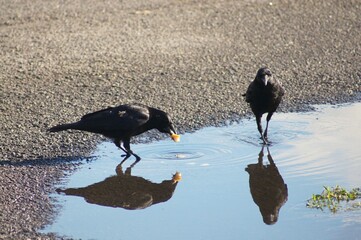 Two crows standing in a puddle & one feeding