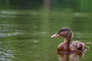 Mallard duck swimming on the lake.