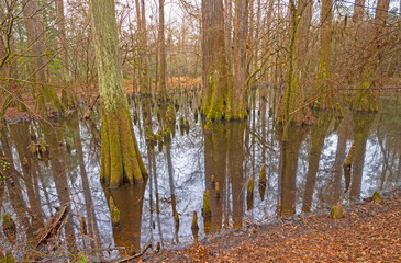 Quiet Wetland in a Hardwood Forest