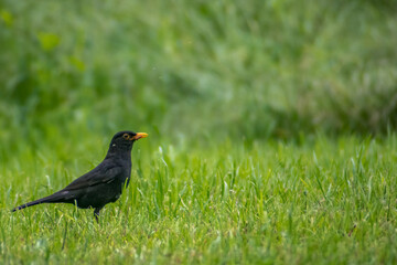 Obraz premium Male blackbirds walking through the grass.