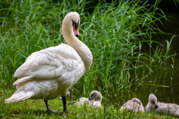 Fototapeta premium Swan watching over its ducklings.