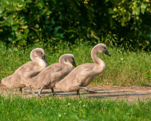 Young swan ducklings traveling on the park path. Outdoor blurred background.