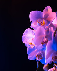 Fototapeta na wymiar Orchids illuminated by black light (UV). Black isolated