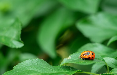 Red insect larva sitting on the leaf.