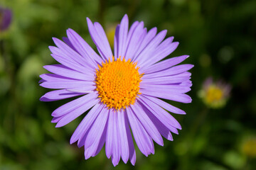 Obraz premium Chamomile purple close-up. Beautiful background