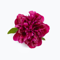 Beautiful purple peony flower with green leaves and slight shadow isolated on white background. Element for design of invitations, greeting cards. Square format. Top view, flat lay, closeup