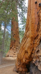 Giant redwood trees at the Trail of 100 Giants in Sequoia National Forest 