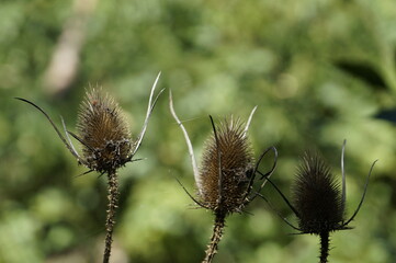 Three cardoon flowers close-up