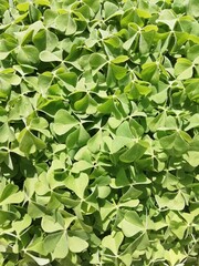 Tréboles en primer plano en la primavera con tono verde intenso