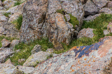 Gray (Altai) marmot (Marmota baibacina) near Ala Kul lake in Kyrgyzstan