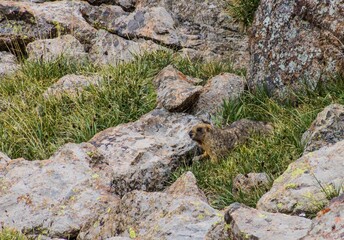 Gray (Altai) marmot (Marmota baibacina) near Ala Kul lake in Kyrgyzstan