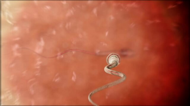 Sperm. Spermatozoon inside human egg cell. Realistic 3d animation