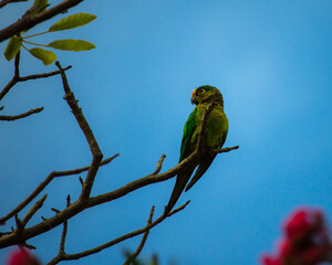 green parakeet