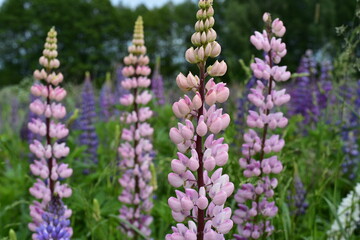 Obraz premium Lupines on high powerful stems with pink and blue delicate flowers grow in the field.