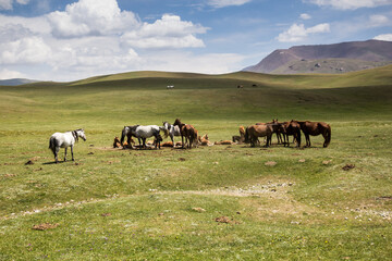 Naklejka na ściany i meble Herd of horses near Song Kul lake, Kyrgyzstan