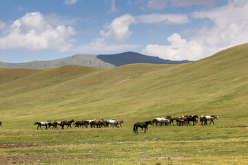 Herd of horses near Song Kul lake, Kyrgyzstan