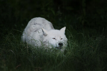 Loup blanc arctique