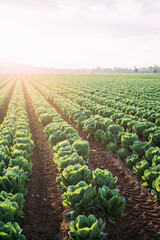 Lettuce field in Cartagena. Spain