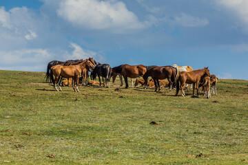 Naklejka na ściany i meble Herd of horses near Song Kul lake, Kyrgyzstan