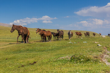 Fototapeta premium Horses on a meadow near Song Kul lake, Kyrgyzstan