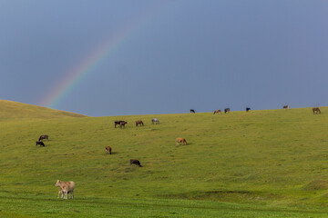 Rainbow above a meadow near Song Kul lake, Kyrgyzstan