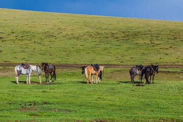 Naklejka na ściany i meble Tied horses near Song Kul lake, Kyrgyzstan