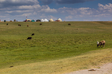 Cows and horses at an yurt camp near Song Kul lake, Kyrgyzstan