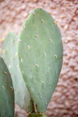 prickly pear cactus