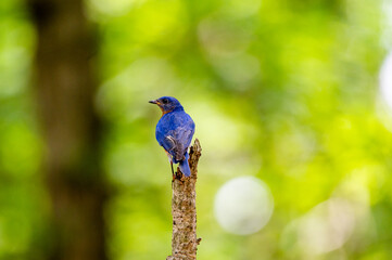 Bird Profile