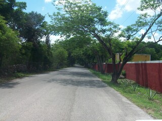 path with trees