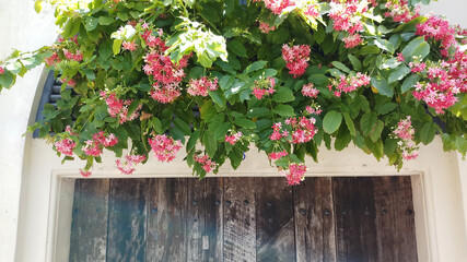 Natural flower decor for domestic wall entrance.External Wall decoration by natural flower and leaf.Rustic and flower combination for door entrance.Door Entrance.