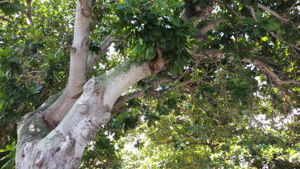 Part of old tree with green leaf.Old tree trunk.