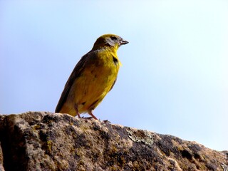 Bright-rumped yellow finch (Sicalis uropygialis) at the prehispanic ruins of Tiahuanaco, Bolivia