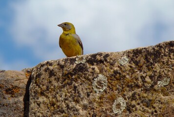 Bright-rumped yellow finch (Sicalis uropygialis) at the prehispanic ruins of Tiahuanaco, Bolivia