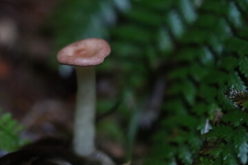 mushroom in the forest