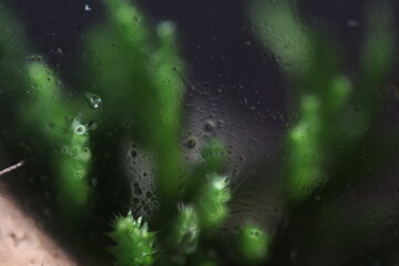 rain drops on the window moss terrarium