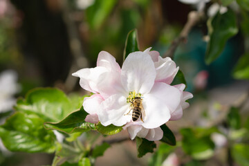 Fototapeta na wymiar busy bee pollinating a blossom