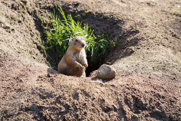 Naklejka na ściany i meble curious marmot observing