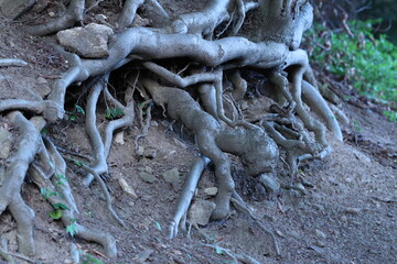 roots of a tree trunk