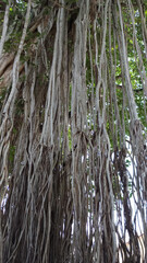 Ficus benghalensis, commonly known as the banyan, banyan fig and Indian banyan, is a tree native to the Indian Subcontinent.Large tree located in outdoor garden at Sri Lanka.