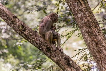 Naklejka na ściany i meble Macaque with a baby in Zhangjiajie National Forest Park in Hunan province, China