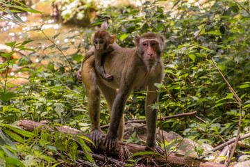 Macaque with a baby in Zhangjiajie National Forest Park in Hunan province, China