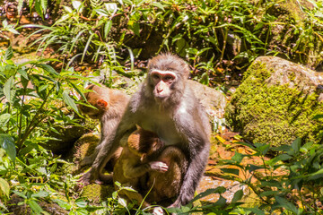 Macaque with babies in Zhangjiajie National Forest Park in Hunan province, China