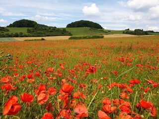 Wonderful meadow full of red poppy flowers